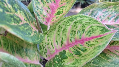 Pembe, beyaz ve yeşil desenli renkli ev bitkileri.