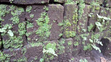 Yeşil yosunların eski ve yıpranmış bir duvarda yetiştiği yosunlu tuğlaların dokulu desenlerini keşfedin ve eşsiz bir doğal arka plan oluşturun.