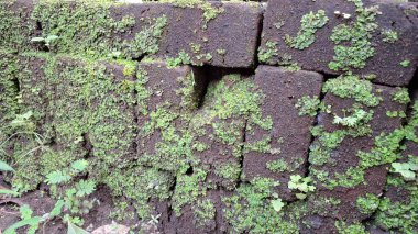 Eski tuğlalar ve yeşil yosunların doğal bileşimi dokulu ve organik bir yüzey yaratır. Zaman ve doğayı resmeden arka planlar için mükemmeldir.