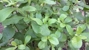 Pluchea Indica 'nın Detaylı Yeşil Yaprakları: Geleneksel Asya Tıbbında İltihap Karşıtı Kullanımları ve Önemli Kullanımlarını Vurguluyor