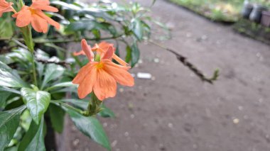 Parlak turuncu Firecracker Flowers (Crossandra infundibuliforis) neşeli çiçeklerini ve taze yeşil yapraklarını canlı bir tropikal yakın planda sergiler.