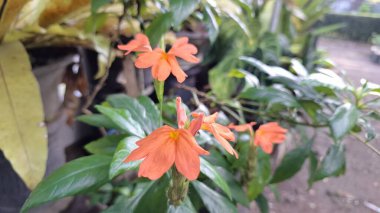Güzel şeftali rengi Firecracker Flowers (Crossandra infundibuliforis) yakın plan çekimlerinde onların karmaşık taç yaprağını ve sıcak tonlarını vurguluyor.