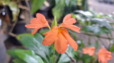 Canlı turuncu Firecracker Flowers 'ın (Crossandra infundibuliforis) doğal ışık altında güzel bir şekilde çiçek açarak benzersiz formlarını gösterirler.