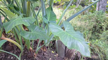 Tropikal bahçedeki yenilebilir taro bitkisi Colocasia esculenta kalp şeklinde yeşil yapraklar botanik tarım ve gıda üretimi için idealdir.