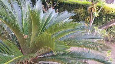 Cycas Revoluta Santrali 'nden Palm Leaf Deseni, Canlı Doğal Çizgiler ve Yazdırma ve Web Kullanımı için Tropik Yaprak Arkaplanı
