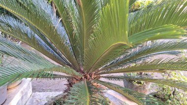 Sago Palm Leaves Macro Görünümü Işıldayan Yeşil Broşürler, Özgeçmiş, Doğa Baskıları ve Organik Tasarımlar İçin İdeal