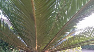 Cycas Revoluta 'nın Yeşil Palmiye Önleri, Simetrik Düzen ve Çevre dostu Tasarım Konseptleri İçin Doğal Titreşimler
