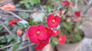 Sersemletici kırmızı dikenli taç (Euphorbia milii) çiçekleri, canlı renkleri ve eşsiz çiçekli yapılarını vurgulayarak tam çiçeklenmiştir..