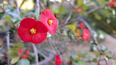 Taze yeşil yapraklı Euphorbia milii (Dikenli Taç) 'nin güzel kırmızı çiçekleri, tropikal bitki örtüsünün canlı bir görüntüsü..