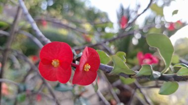 Parlak kırmızı Euphorbia milii (Dikenli Taç) yeşil yapraklı çiçekler, tropikal güneş ışığında güzel bir yakın plan.