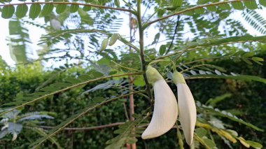 Sesbania Grandiflora Ağaç dalında Beyaz Yenilebilir Çiçekler Tropik Tropikal Çiçekler Bulaşıklarda ve Doğal Bitkisel Tedavilerde Kullanılıyor