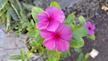 Çiyli Madagaskar Periwinkle Çiçek Pembe Vinca 'nın Yakından Yeşil Yapraklar