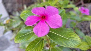 Parlak pembe Madagaskar Periwinkle (Catharanthus Roseus) çiçeğinin yakın çekimi, narin taç yaprakları ve taze yağmur damlalarıyla sergilenir..
