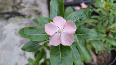 Güzel pembe Vinca çiçeği (Catharanthus roseus) yağmur damlaları ve yemyeşil yapraklı, dayanıklılığı sembolize eden ve geleneksel iyileştirme amaçları ve dekorasyonu için yaygın olarak yetiştirilen