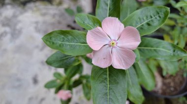 Pembe Gül Periwinkle (Catharanthus roseus) taç yapraklarında su incileri, süs güzelliği ve doğal bitkisel ilaçlarda ve geleneksel tıpta kullanımıyla bilinen tropikal çiçek.