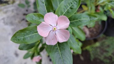 Yeşil yapraklar ve çiğ damlalarıyla taze pembe Madagaskar Periwinkle çiçeği (Catharanthus roseus), bahçeler, ev dekorasyonu ve tıbbi kullanım için popüler bir çiçek bitkisi.