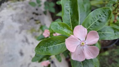 Canlı pembe Periwinkle çiçeğinin (Catharanthus roseus) geleneksel bitkisel tıpta kullanılan ve esnekliğiyle bilinen tropikal bir süs bitkisi olan su damlacıklarıyla yakın çekimi.