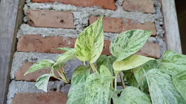 Altın Pothos (Epipremnum aureum): Sersemletici Şeytan Sarmaşığı ya da Para Fabrikası, Yeşil ve Sarı Yapraklar ile birlikte,