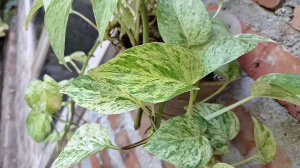 Lush Devil 's Ivy (Epipremnum aureum): Zengin çeşitliliğe sahip canlı Altın Pothos veya Para Fabrikası, İdeal ve Düşük Bakımlı Salon Bitkisi