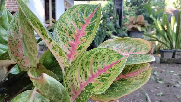 İç tasarım ve dekorasyon için pembe ve yeşil tonlarda canlı ev bitkisi yaprakları