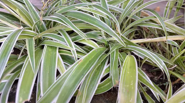 Beyaz Çizgili Yemyeşil Örümcek Yaprağı: Ev ve Ofis Alanlarında Doğal Dekorasyon ve Hava Arındırma İçin Popüler Kapalı Ev Bitkisi (Chlorophytum comosum)