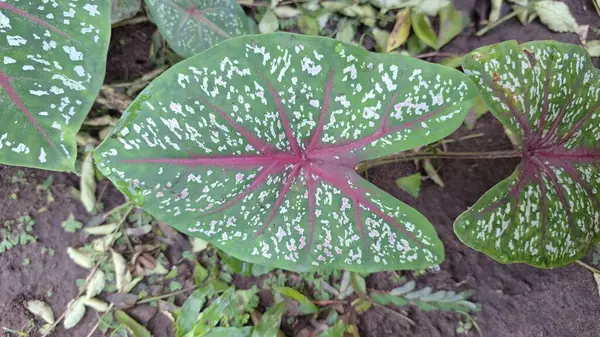 Vibrant Caladium İki Renkli Yaprak Açıklama Karmaşık Doku Dokuları: Bahçe Dekorasyonu için Yüksek Çözünürlüklü Botanik Görüntü, Botanik Çalışmaları ve Doğal Stok Fotoğrafları