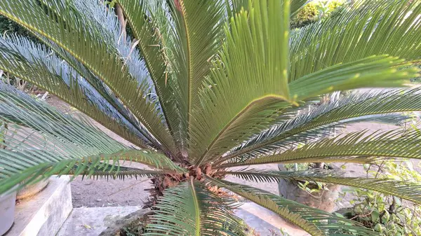 Sago Palm Leaves Macro Görünümü Işıldayan Yeşil Broşürler, Özgeçmiş, Doğa Baskıları ve Organik Tasarımlar İçin İdeal