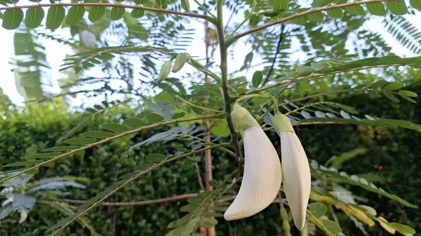 Sesbania Grandiflora Ağaç dalında Beyaz Yenilebilir Çiçekler Tropik Tropikal Çiçekler Bulaşıklarda ve Doğal Bitkisel Tedavilerde Kullanılıyor