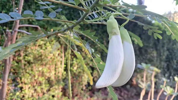 Susbania Grandiflora 'nın Asılan Beyaz Çiçekleri Katurai olarak bilinen Yenilebilir Bitki veya Asya Yemek ve İyileştirme Ülkelerinde Agati
