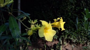 Tropikal bahçede açan altın trompet çiçeği Allamanda katarkası. Canlı sarı yapraklar. Doğa, bahçıvanlık, botanik ve çevre düzenlemeleri için ideal bir bitki.