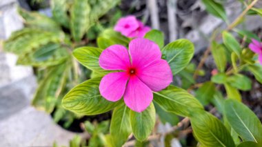 Tropik Catharanthus Roseus Bahçedeki Dew Vibrant Pembe Vinca Çiçeği