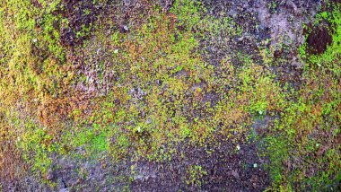 Doğal Nemlendirici, Hava Arındırıcı ve Toprak Koruyucunun Nemli Duvarlarda Bulunması, Çevre Eğitimi, Tasarım ve Tasarım İçin İdeal