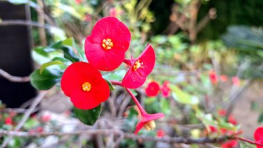 Parlak kırmızı dikenli taç çiçek (Euphorbia milii) canlı çiçek, doğal güneş ışığı altında narin çiçek ayrıntıları sergilenir.