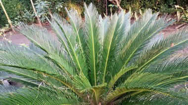 Simetrik Döngüler Revoluta Yaprak Örnekleri Güneş Işığı Filtrelemesi, Doğa Aşıkları ve Arkaplan Kullanımı İçin Mükemmel