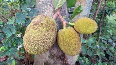 Olgunlaşmamış Yeşil Jackfruit Tropikal Ağaç Dalında Ağır Asılı: Dokulu Tarım Ürünleri, Tarım Ürünleri ve Taze Deri ile Olgunlaşmamış Meyvelerin Yakın Çekimi