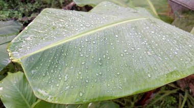 Çiy damlaları Sabah Işığında Muz Yaprağı Yüzeyinde Parıldıyor Ayrıntılı Damar ve Doku ile