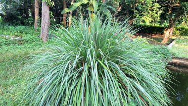 Doğal Ayar 'da canlı Lemongrass Bush (Cymbopogon Citratus): Aşçılık ve Temel Yağ İçin Aromatik Yapraklar