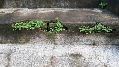 Bina duvarında kontrolsüz yosun büyümesi. Kötü havalandırma ve drenajlı nemli ortamlarda uzun vadeli hasar, yüzeysel bozulma ve yapısal zayıflamaya yol açar