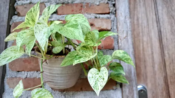 Para Fabrikası (Epipremnum aureum): Altın Pothos, Şeytanın Sarmaşığı, Sağlıklı Evler için Hava Temizleyici