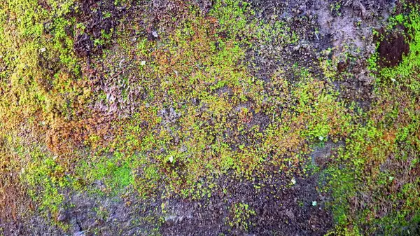 Doğal Nemlendirici, Hava Arındırıcı ve Toprak Koruyucunun Nemli Duvarlarda Bulunması, Çevre Eğitimi, Tasarım ve Tasarım İçin İdeal