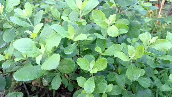 Yeşil Hint Kafur Yaprakları (Pluchea Indica) ile Yakın Temas: Bu Sağlık ve Botanik Teması İçin İlaç Bitkisinin Bitkisel Güzelliğini ve Aromatik Kalitelerini Gösterme