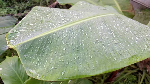 Çiy damlaları Sabah Işığında Muz Yaprağı Yüzeyinde Parıldıyor Ayrıntılı Damar ve Doku ile