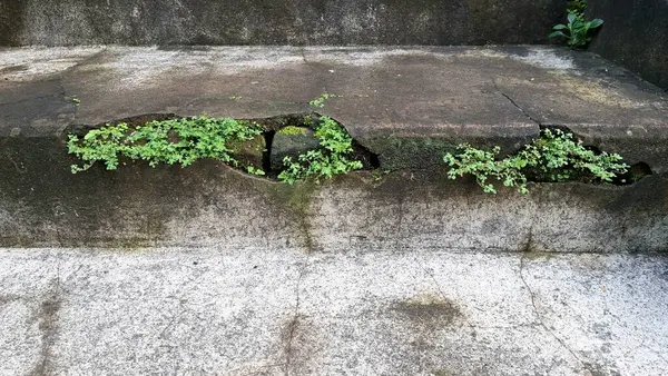 Bina duvarında kontrolsüz yosun büyümesi. Kötü havalandırma ve drenajlı nemli ortamlarda uzun vadeli hasar, yüzeysel bozulma ve yapısal zayıflamaya yol açar