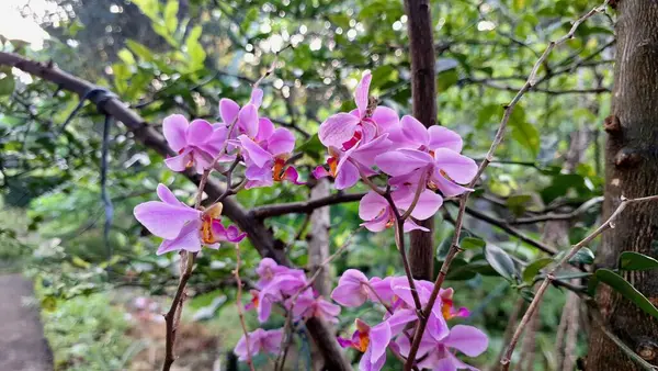 Narin Beyaz-Mor Doritaenopsis Orkide Çiçek Gösterimi Botanik Temalar İçin Egzotik Yapraklar ve Doğal Zarafet