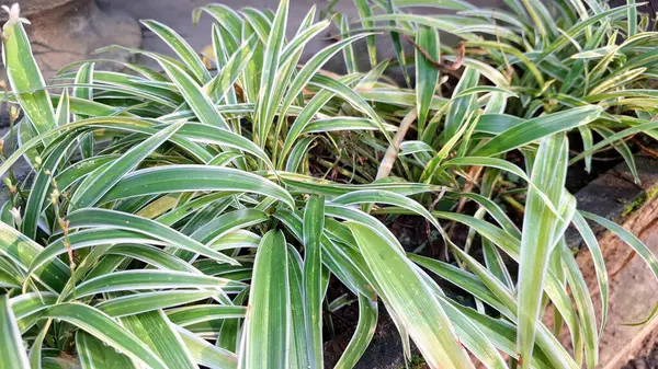 Çeşitli Yapraklara sahip zarif Örümcek Bitkisi: Beyaz Çizgili Lif Yeşil Yapraklar (Klorophytum kombinasyonu), Çevre dostu Botanik Kavramları ve İç Dekorasyon İçin Mükemmel