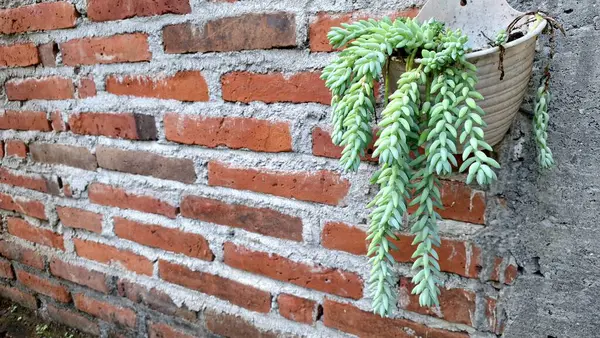 Eşeğin Kuyruğu Bitki Yaprağı: Sağlıklı Sedum Morganianum 'un Yakın Çekimi, Asma Sepetleri ve Çevre dostu Dekorasyon İçin Mükemmel Yeşil Sulu