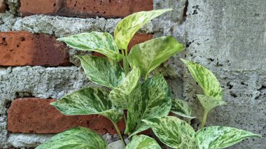 Vibrant Golden Pothos (Epipremnum aureum): Zengin Şeytan Sarmaşığı ya da Para Fabrikası Yeşiller ve Sarı Yapraklar (Popular Indoor Plant)