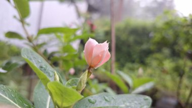 Pembe Gül Periwinkle (Catharanthus roseus) taç yapraklarında su incileri, süs güzelliği ve doğal bitkisel ilaçlarda ve geleneksel tıpta kullanımıyla bilinen tropikal çiçek.