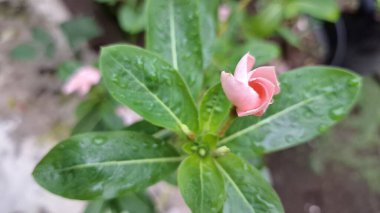 Yeşil yapraklar ve çiğ damlalarıyla taze pembe Madagaskar Periwinkle çiçeği (Catharanthus roseus), bahçeler, ev dekorasyonu ve tıbbi kullanım için popüler bir çiçek bitkisi.