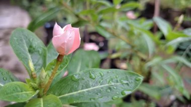 Canlı pembe Periwinkle çiçeğinin (Catharanthus roseus) geleneksel bitkisel tıpta kullanılan ve esnekliğiyle bilinen tropikal bir süs bitkisi olan su damlacıklarıyla yakın çekimi.